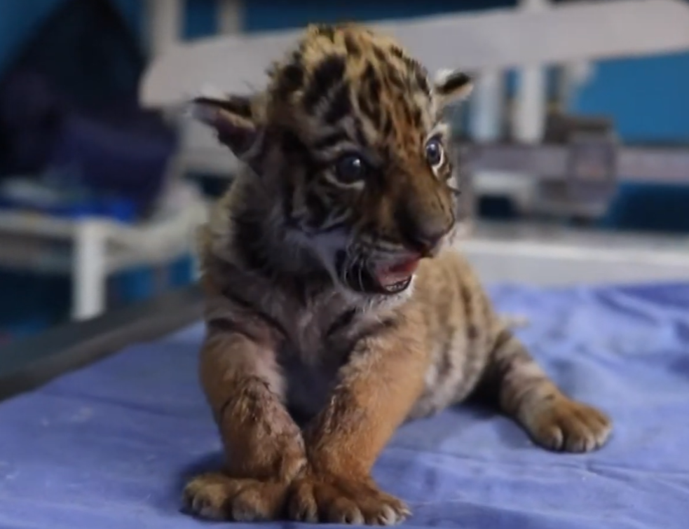 Kovid je tigar. Kakav tigar? Strašan tigar! (VIDEO)